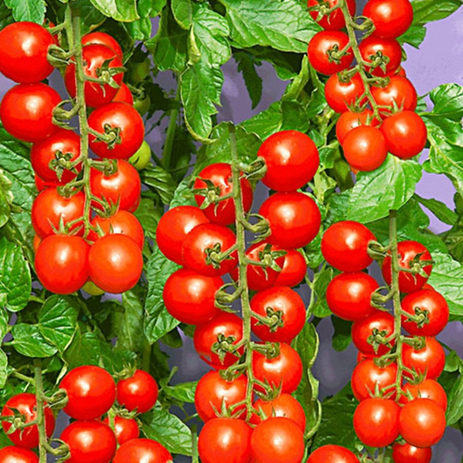 Cherry Çeri Domates Tohumu-1 Gram