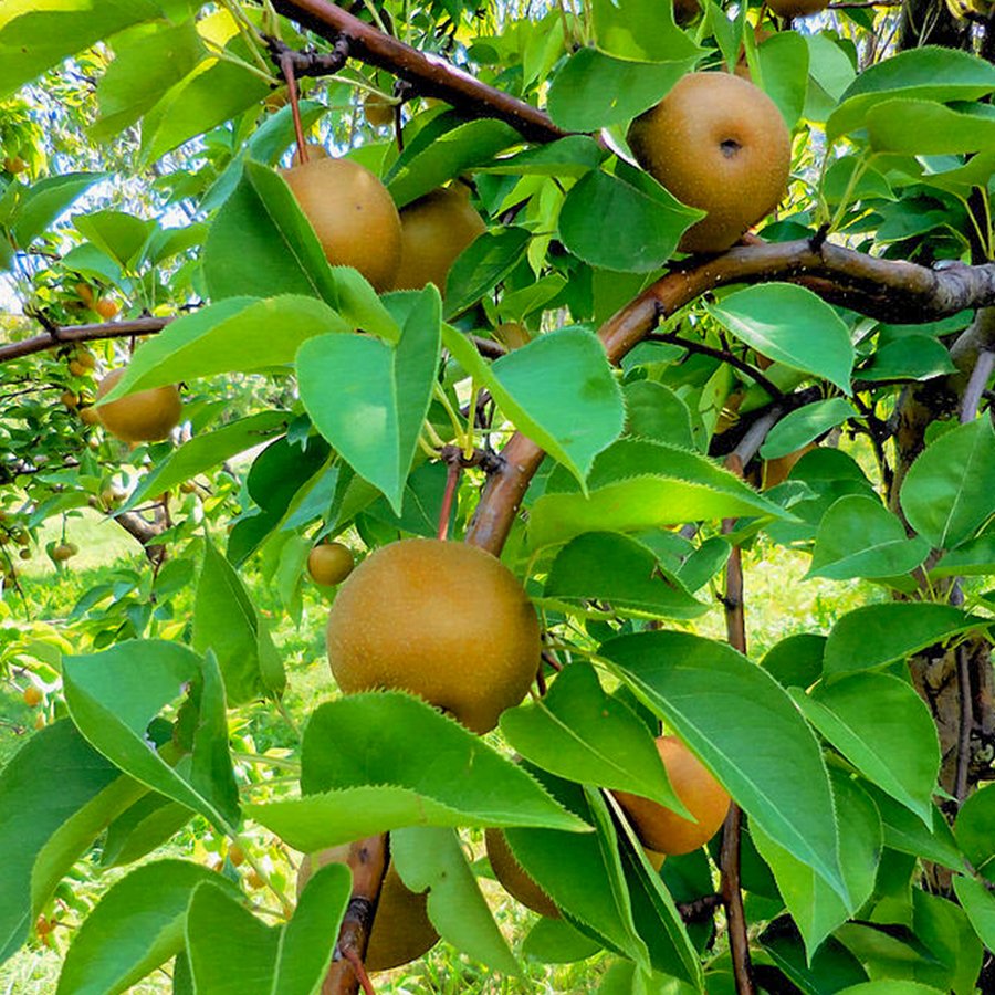 Tüplü Yarı Bodur Kosui Asya Japon Armut Fidanı