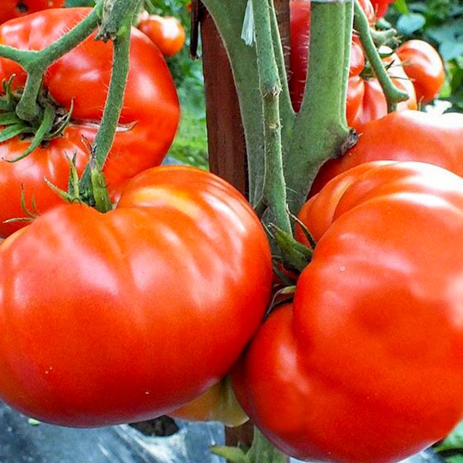 Büyük Meyveli Afet Domates Fidesi-5 Adet