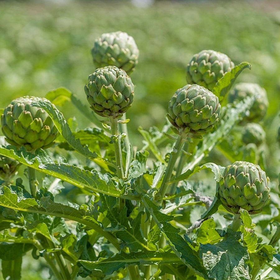 Dolgun Yapıda Enginar Fidesi-6 Adet