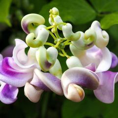 Tüplü İzmir Sarmaşığı Selluka Fidanı (30- 50cm)