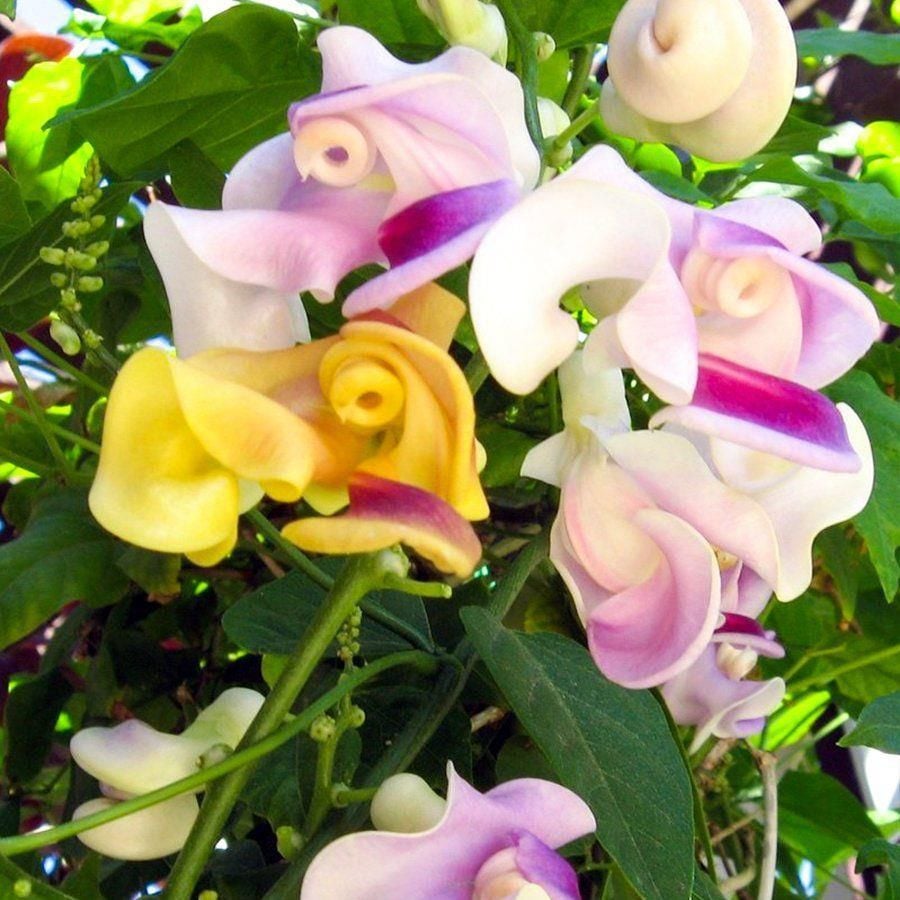 İzmir Sarmaşığı Selluka Fidesi (5 Adet)