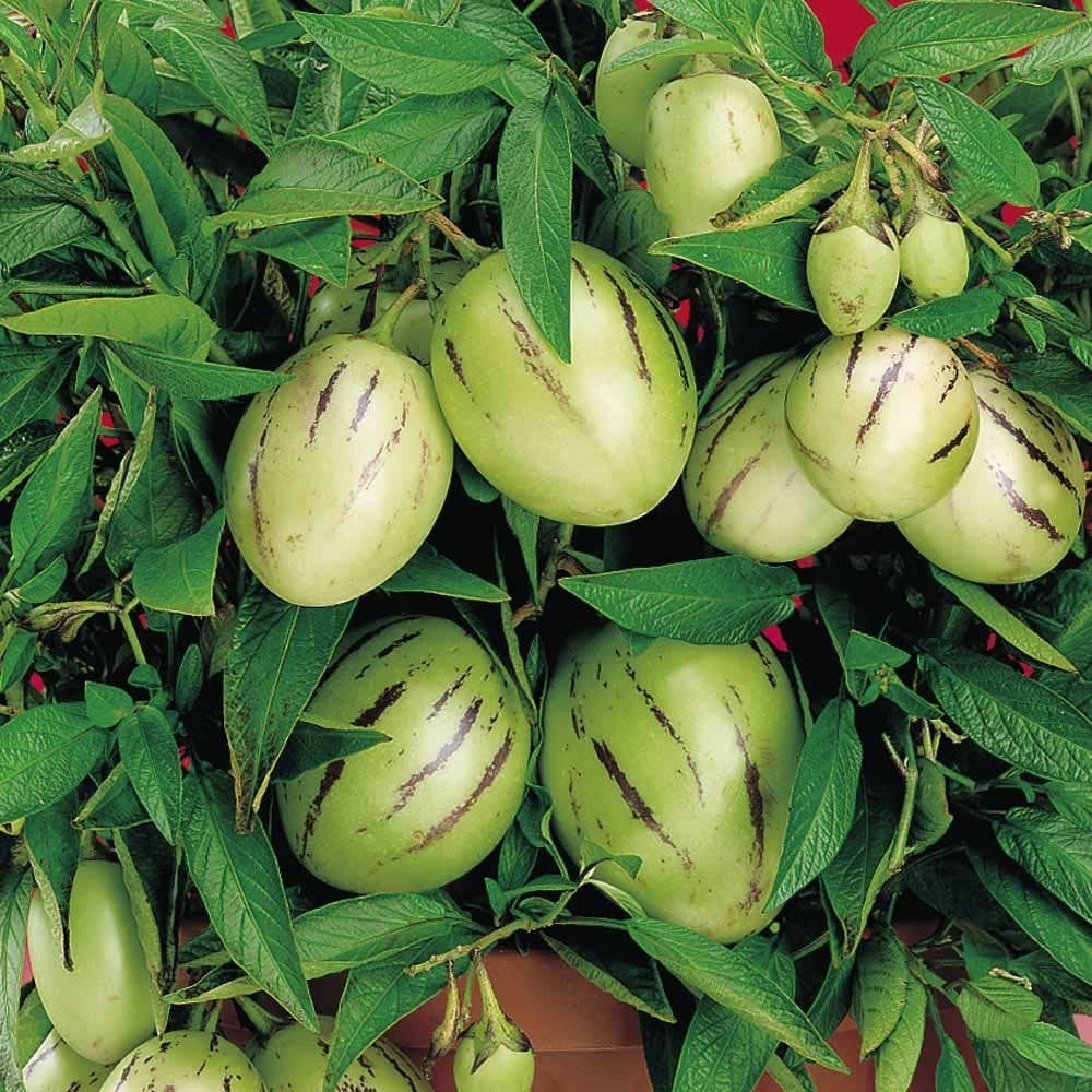 Saksıda Yediveren Kavun Aromalı Pepino Fidanı