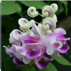 İzmir Sarmaşığı Selluka Fidesi (3 Adet)