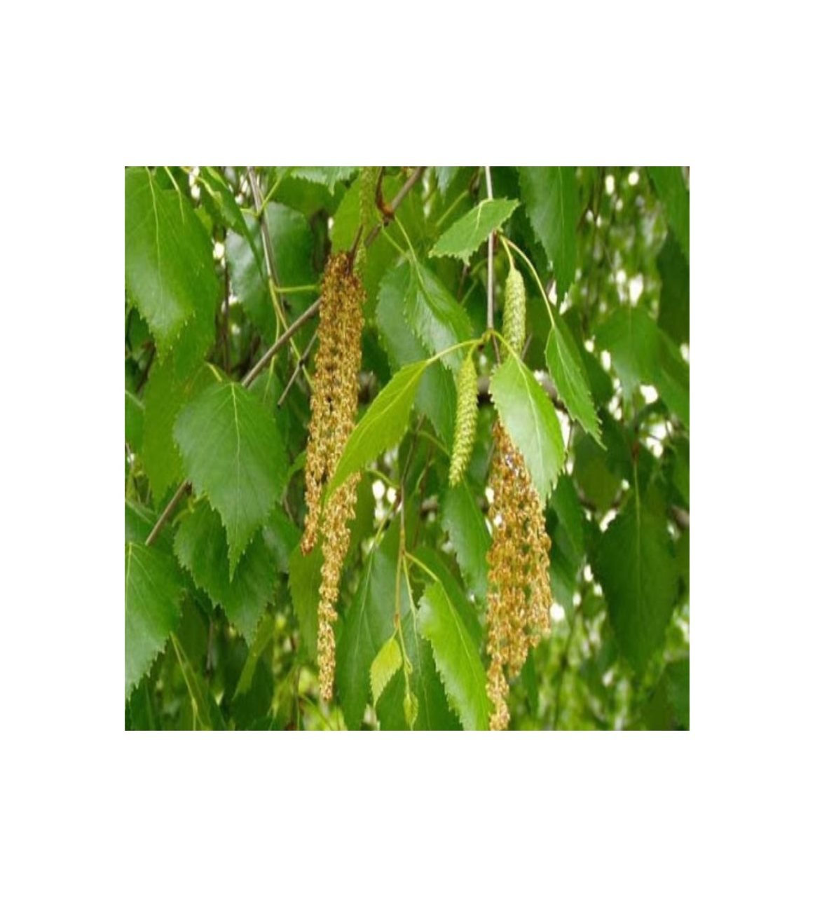 Tüplü Salkım Huş Ağacı (Gölgelik Alan İçin)