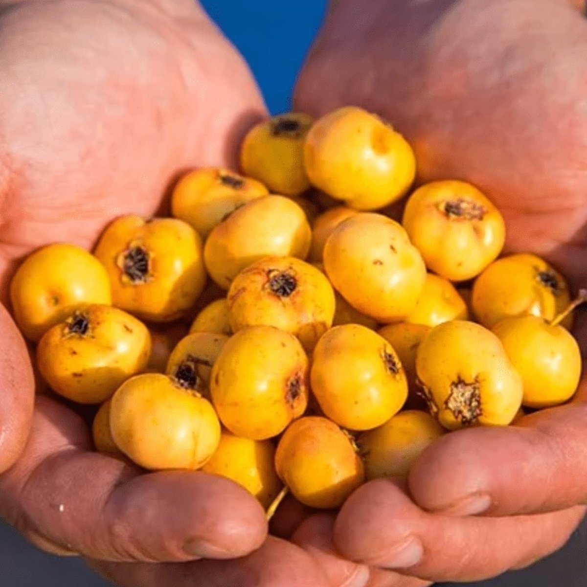 Tüplü Yabani Alıç (Barut Ağacı) Fidanı (20-40 cm)