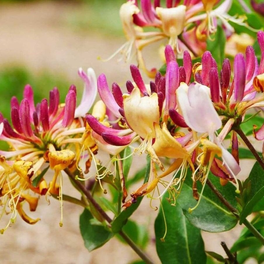 Mis Kokulu Üç Renkli Hanımeli Çiçeği Fidesi 3 Adet (8-10 cm)