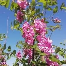 Pembe Akasya Çiçeği