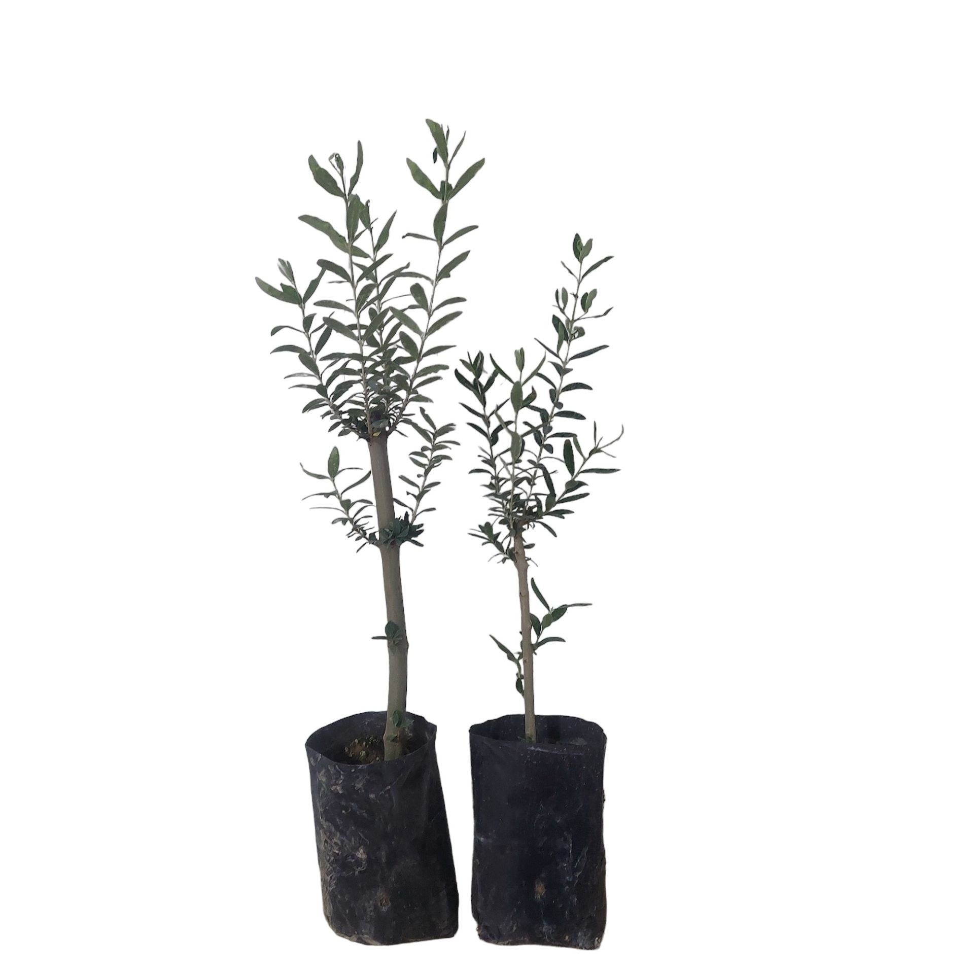 Gemlik Salamuralık (Trilye )Zeytin Fidanı