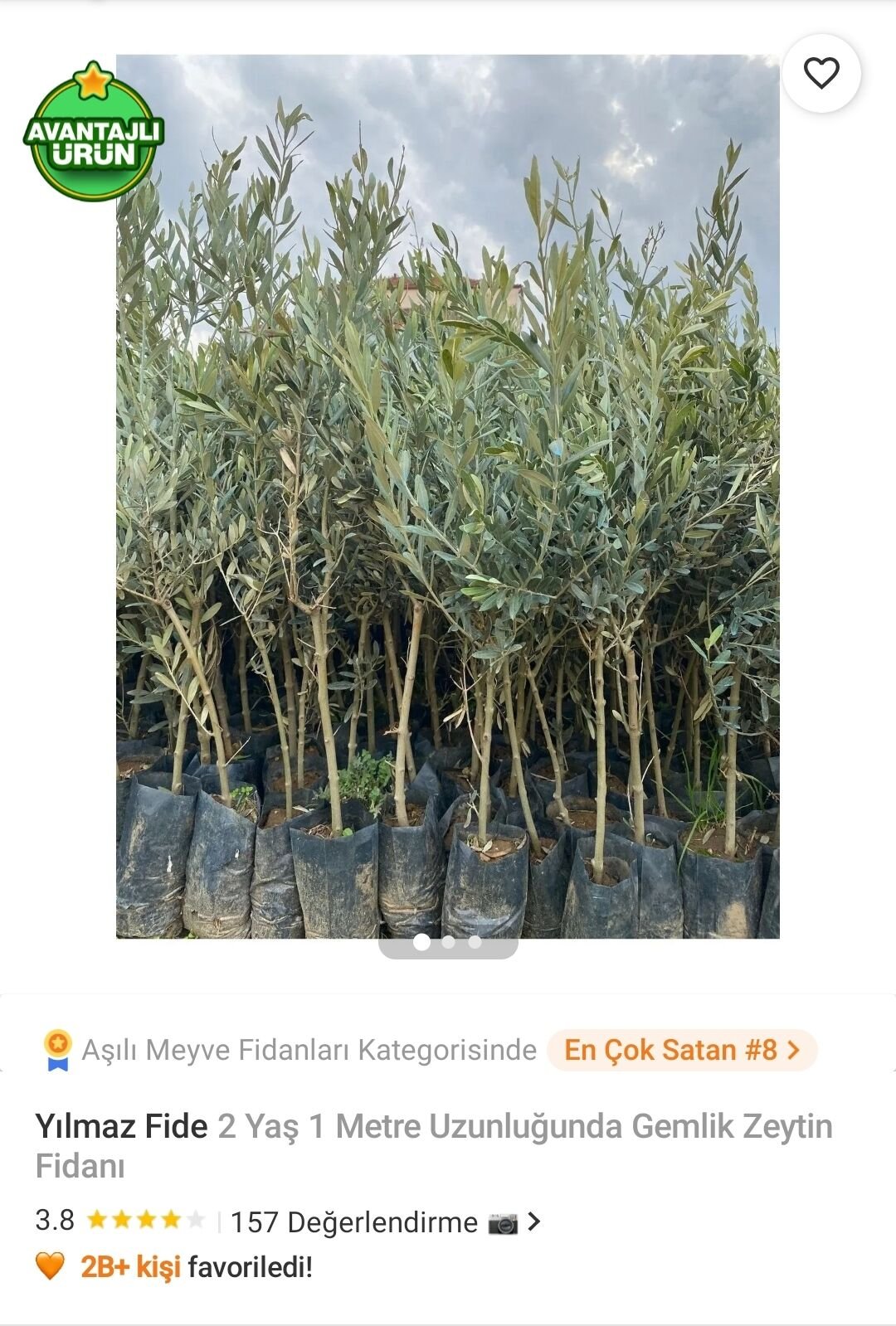 Yılmaz Fide 2 Yaş 1 Metre Uzunluğunda Gemlik Zeytin Fidanı