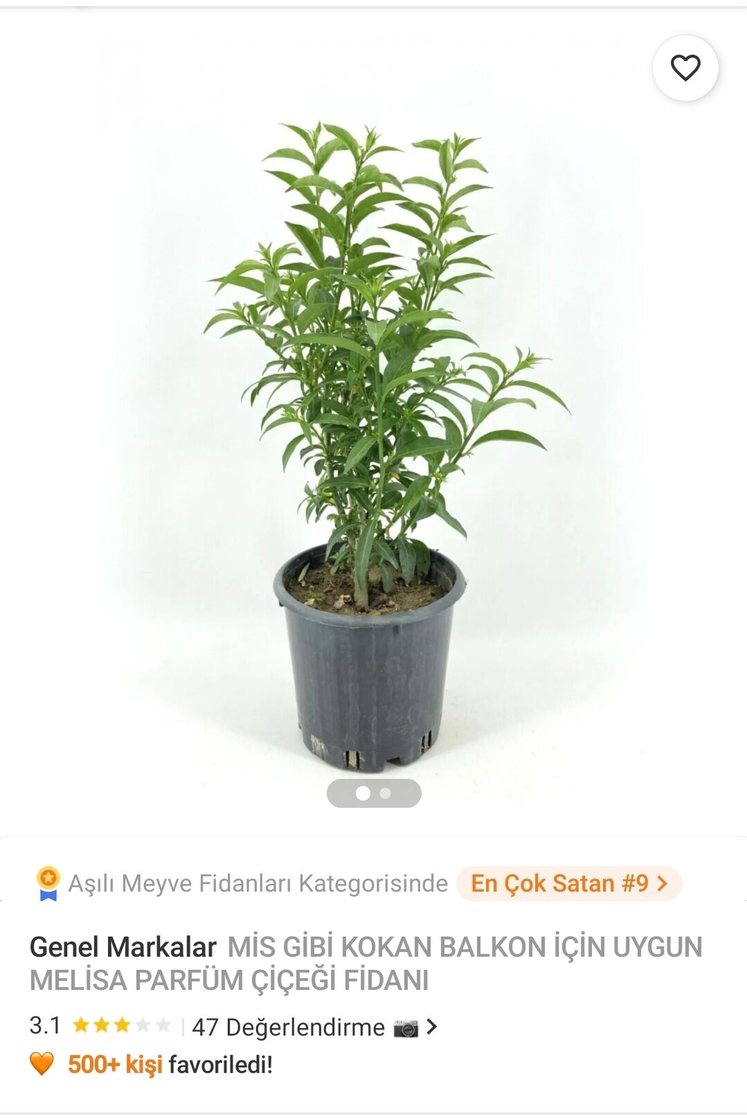 Genel Markalar MİS GİBİ KOKAN BALKON İÇİN UYGUN MELİSA PARFÜM ÇİÇEĞİ FİDANI