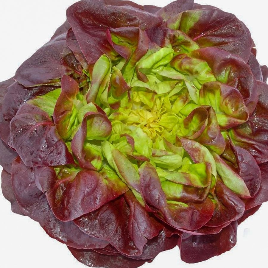Gösterişli Lezzetli Kırmızı Kıvırcık Marul Fidesi-5 Adet