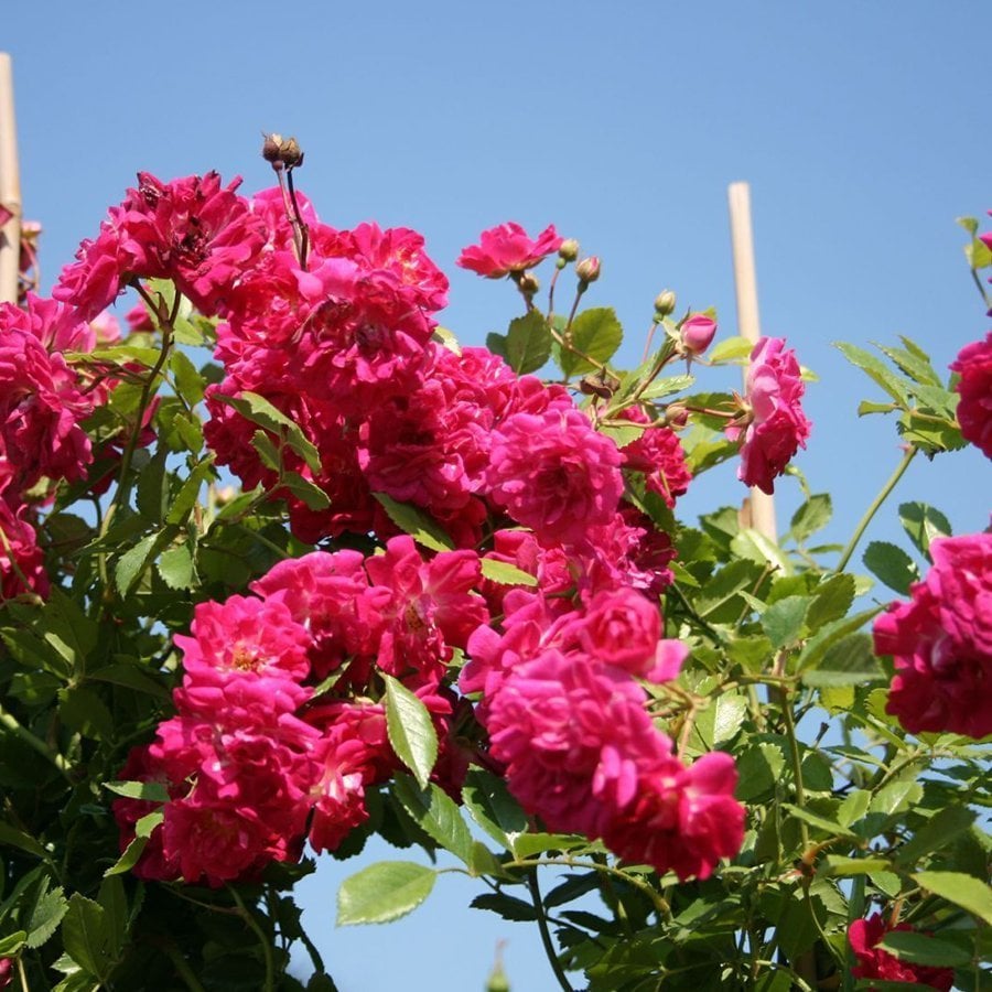 Tüplü Pembe Super Excelsa Sarmaşık Gül Fidanı