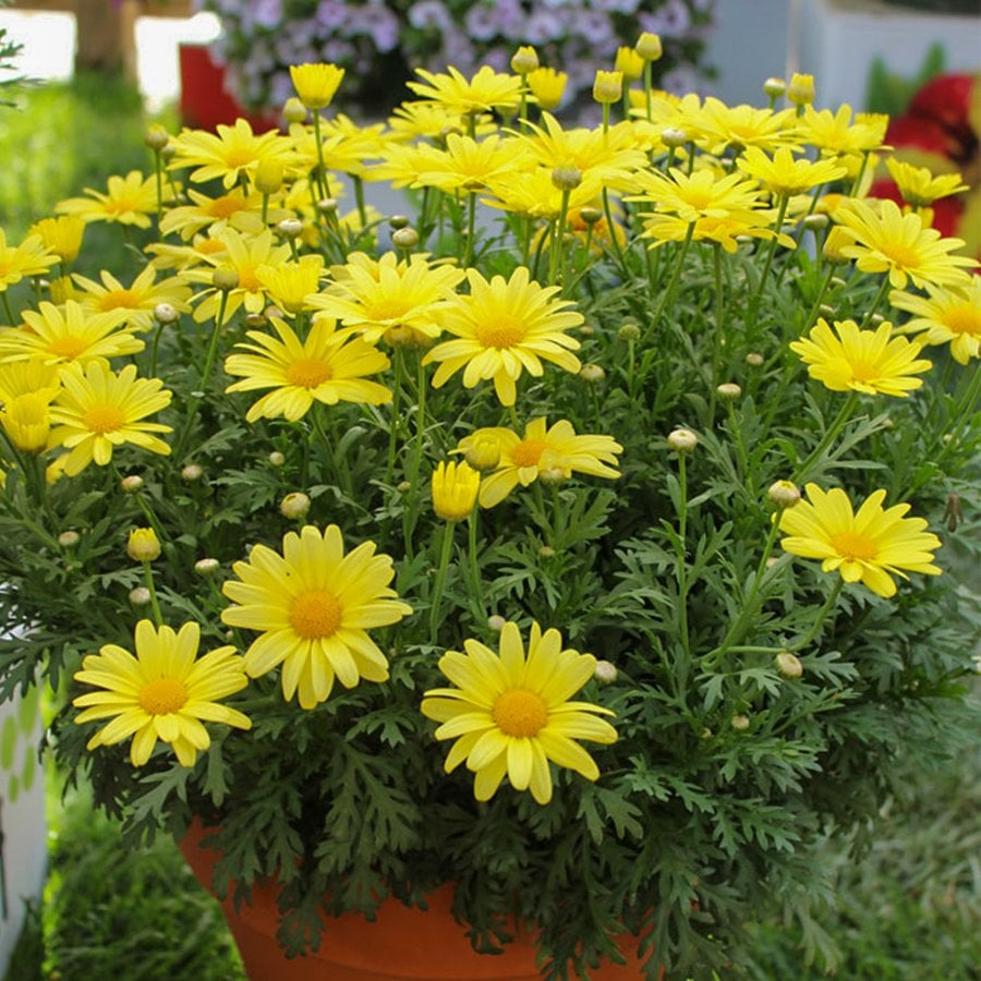 Aramis Yellow Sarı Çeşme Papatyası Çiçeği Fidesi-3 Adet