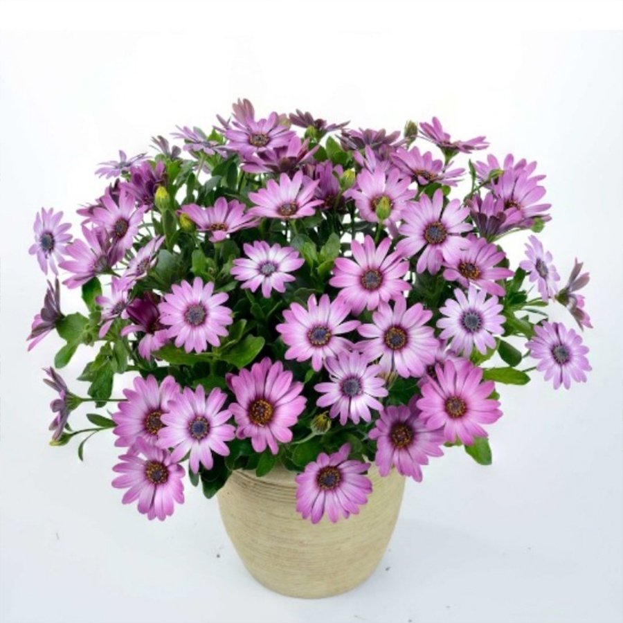 Rose Bicolor Pembe Bodrum Papatyası Fidesi-3 Adet