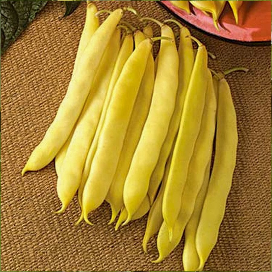 Oturak Erbal Fasulye Tohumu-50 Gram