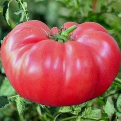 Kokulu Pembe Domates Tohumu-1 Gram