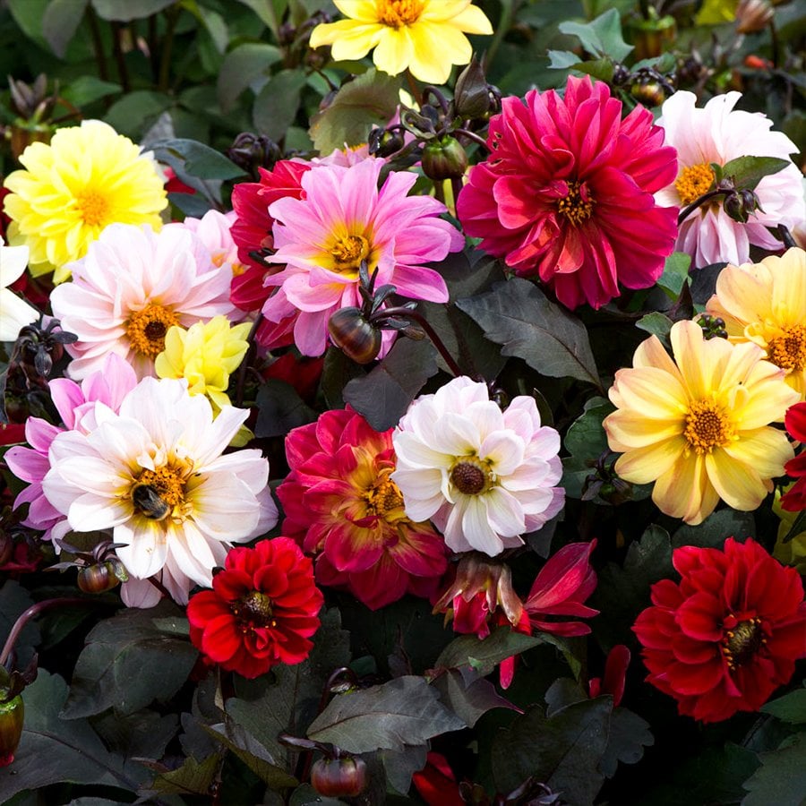Dahlia Yıldız Çiçeği Tohumu-30 Tohum