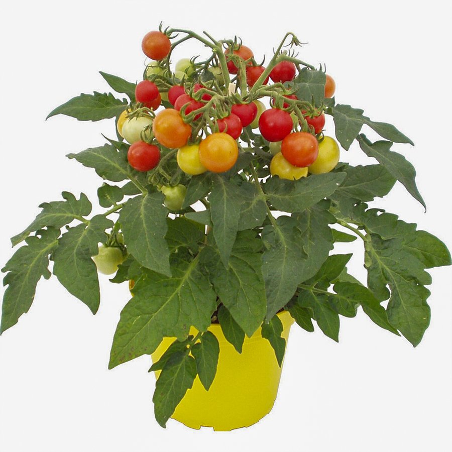 Cherry Çeri Pinpon Domates Tohumu-250 Adet