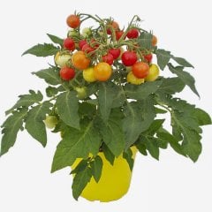 Cherry Çeri Pinpon Domates Tohumu-250 Adet