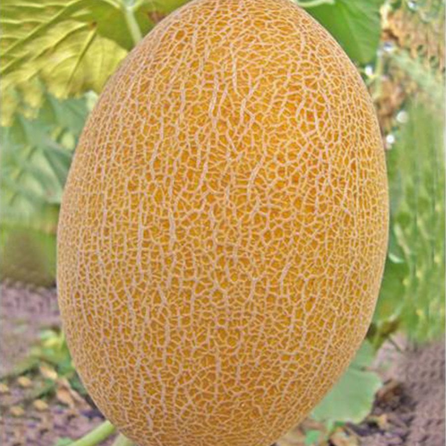 Kokulu Leziz Ananas Kavun Tohumu-10 Gram