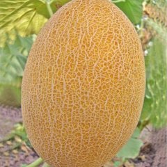 Kokulu Leziz Ananas Kavun Tohumu-10 Gram