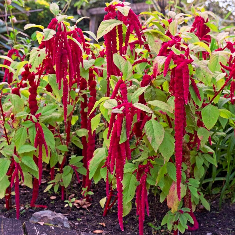 Tilki Kuyruğu Amaranthus Çiçeği Tohumu-100 Tohum