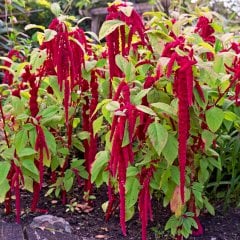Tilki Kuyruğu Amaranthus Çiçeği Tohumu-100 Tohum