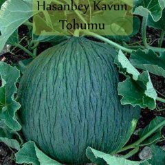 Hasanbey Kışlık Kavun Tohumu-10 Gram