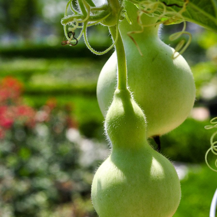 Sarılıcı Calabash Süs Kabağı Tohumu-5 Tohum