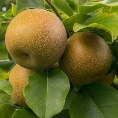 Tüplü Nasui Naşi Asya Japon Armut Fidanı