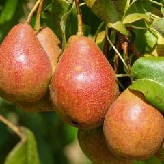 Tüplü Kokulu Etruşka Armut Fidanı