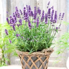Lavandula Lavanta Çiçeği Tohumu-100 Tohum