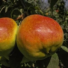 Tüplü Yarı Bodur Kışa Dayanıklı Deveci Armut Fidanı