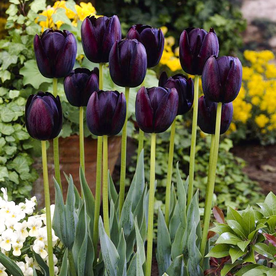 Black Queen of Night Siyah Lale Soğanı-5 Adet