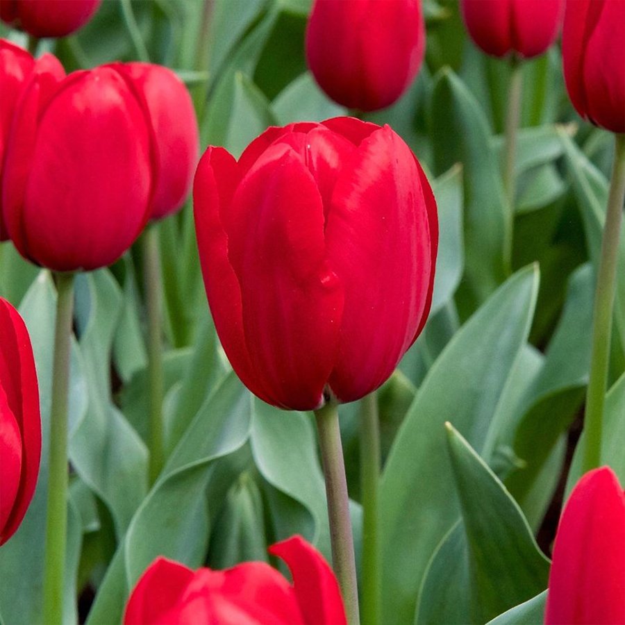 Red Kingsblood Lale Soğanı-5 Adet