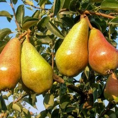 Tüplü Yarı Bodur Verimli Carnem Armut Fidanı