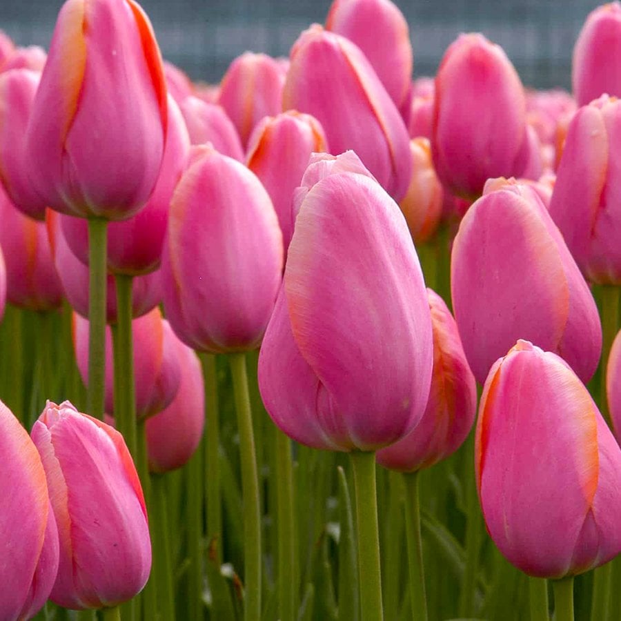 Pink Menton Lale Soğanı-5 Adet