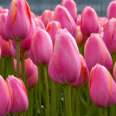 Pink Menton Lale Soğanı-5 Adet