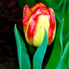 Cape Town Sarı-Kırmızı Lale Soğanı-5 Adet