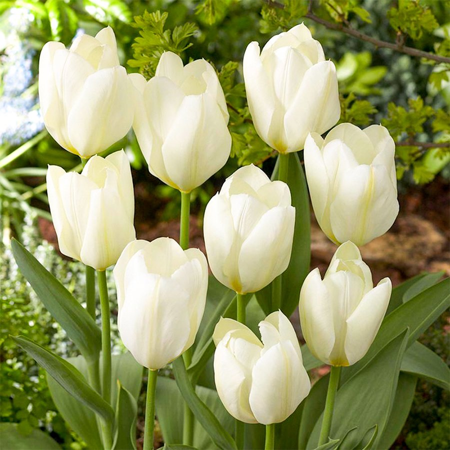 Beyaz City of Vancouver Lale Soğanı-5 Adet