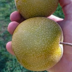 Tüplü Yarı Bodur Atego Japon Armut Fidanı
