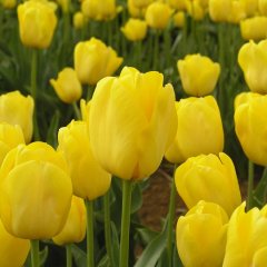 Sarı Jan Van Nes Lale Soğanı-5 Adet