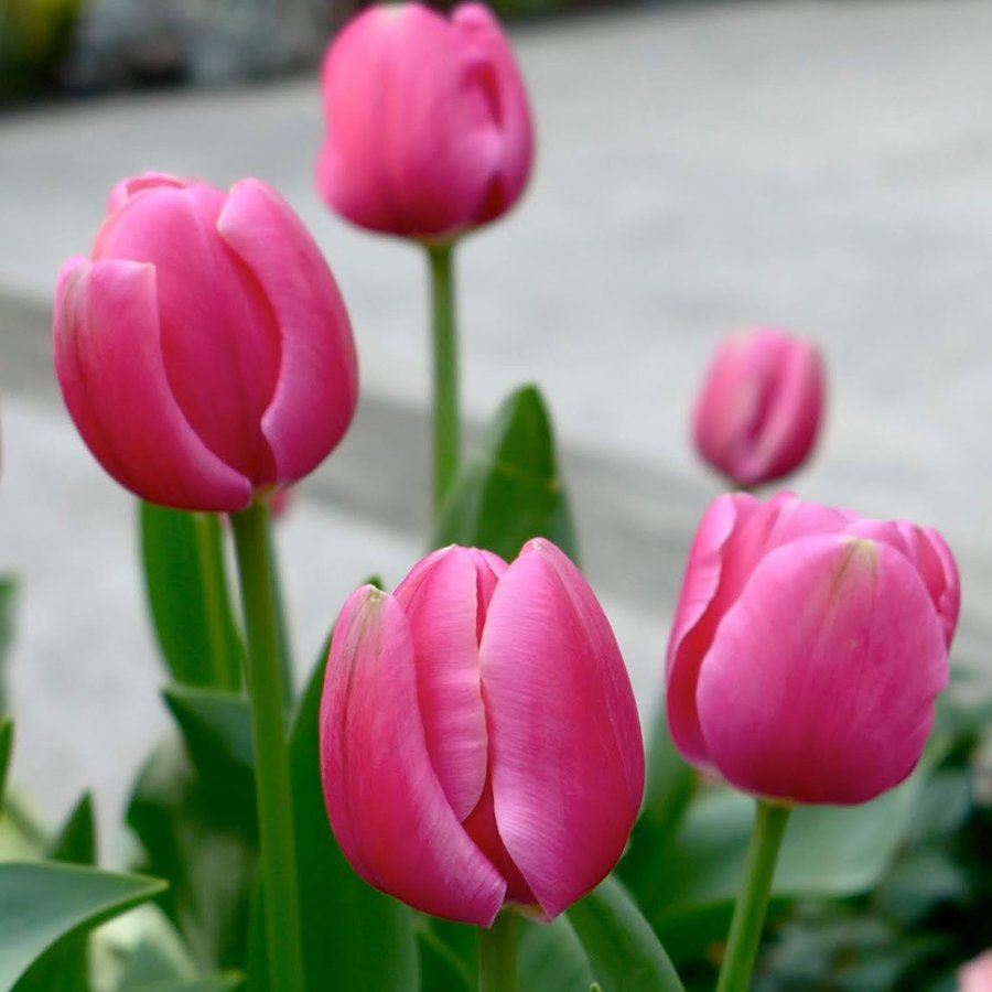 Pembe Carola Lale Soğanı-5 Adet