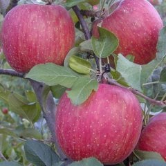 Tüplü Yarı Bodur Fuji Kiku Elma Fidanı