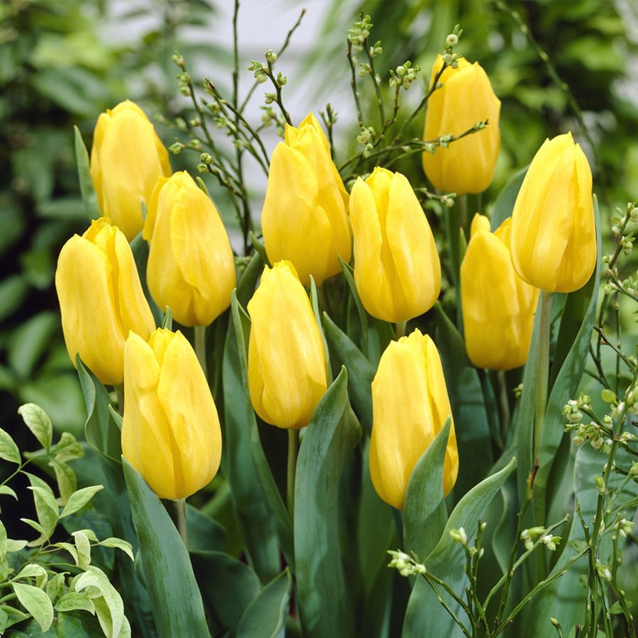 Friendship Sarı Lale Soğanı-5 Adet