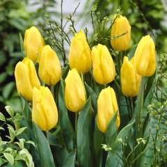 Friendship Sarı Lale Soğanı-5 Adet