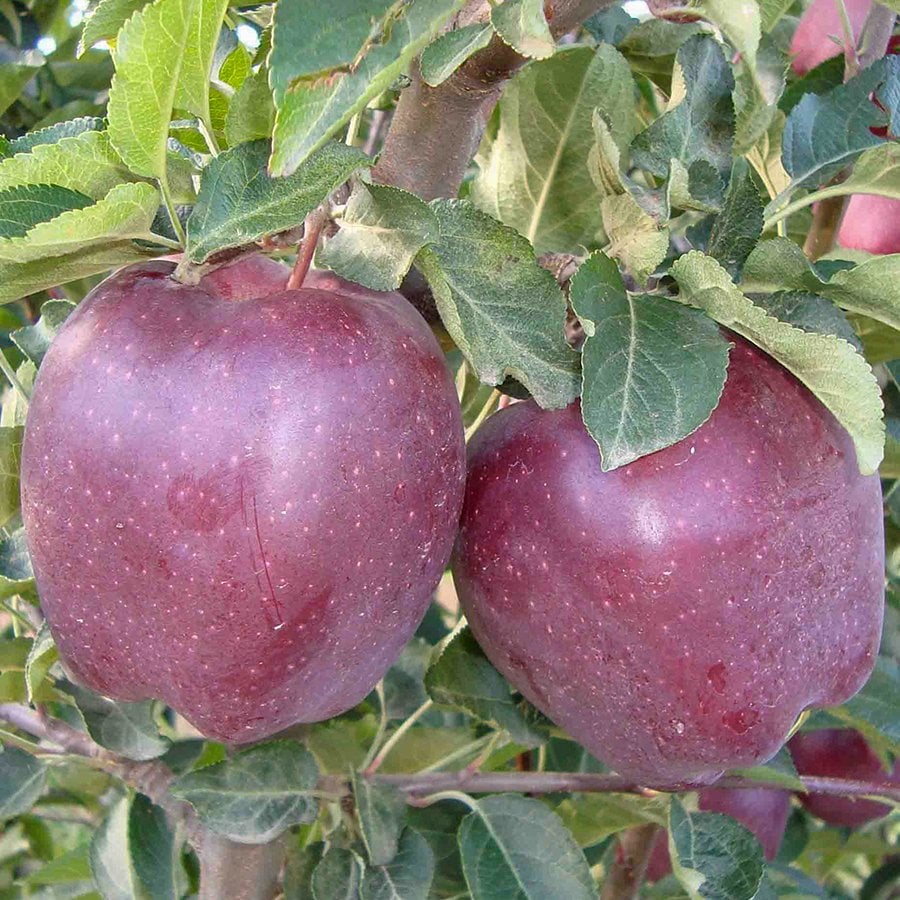 Tüplü Yüksek Verimli Scarlet Super Elma Fidanı