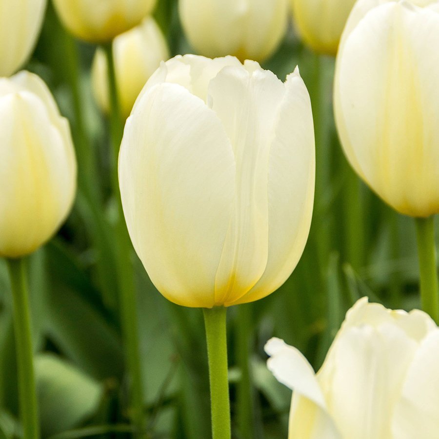 Pays Bass Krem Beyaz Lale Soğanı-5 Adet