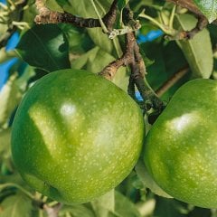 Tüplü Yarı Bodur Granny Smith Elma Fidanı